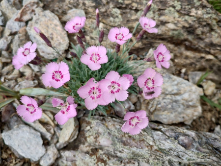 Dianthus ´Inka´